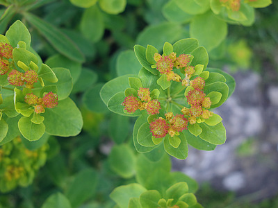 Euphorbia epithymoides