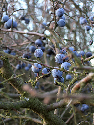 schlehe (prunus spinosa)