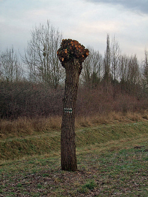 kopfweide (salix irgendwas)