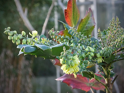 Mahonia bealei
