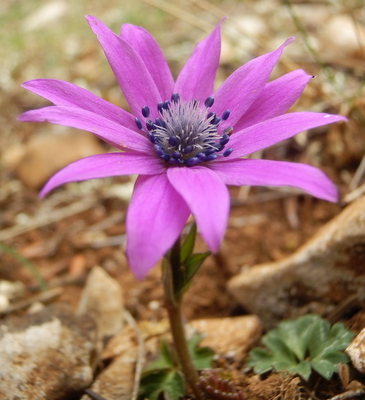 anemone hortensis