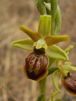 spinnenragwurz - ophrys sphegodes