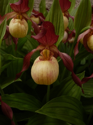 Frauenschuh Cypripedium parviflorum x macranthos (gisela)